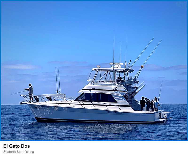 El Gato Dos