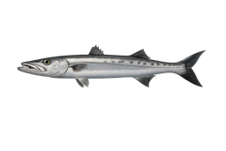 Barracuda