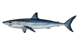 Shortfin Mako Shark