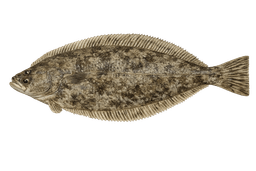 Rock Sole