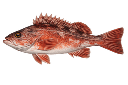 Rockfish