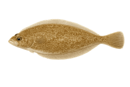 Pacific Sanddab