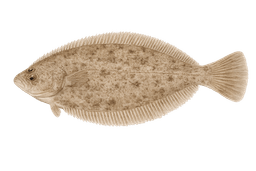 Sand Sole