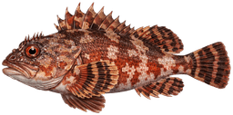Sculpin