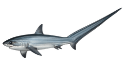 Common Thresher Shark