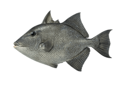 Finescale Triggerfish