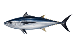 California Offshore Fishing: A Month-by-Month Seasonal Calendar