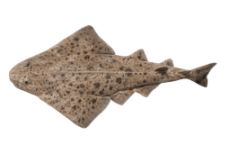 Pacific Angel Shark