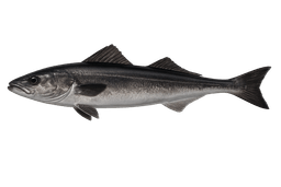 Black Cod (Sablefish)