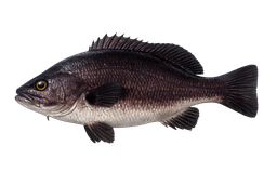 Black Croaker
