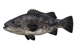 Giant Sea Bass