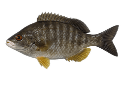 Blacksmith Perch (Black Perch)