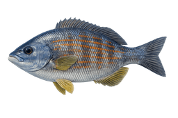 Blue Perch