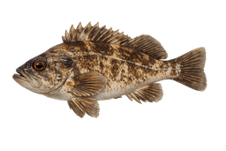 Brown Rockfish