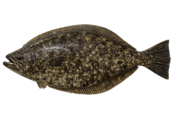 California Halibut