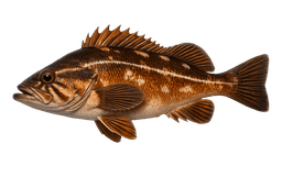 Copper Rockfish