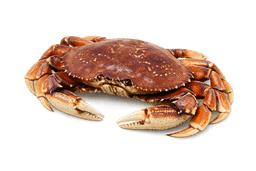 Dungeness Crab