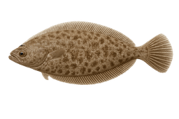 Fantail Sole