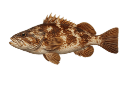 Greenstriped Rockfish