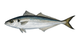 Jack Mackerel