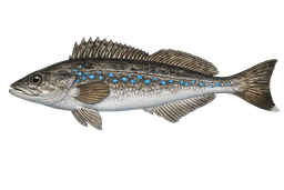 Kelp Greenling