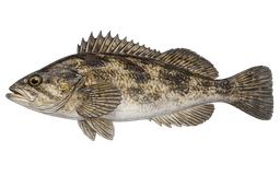 Kelp Rockfish
