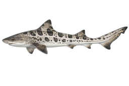 Leopard Shark