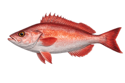 Pacific Ocean Perch