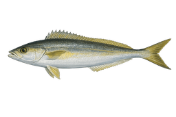 Ocean Whitefish