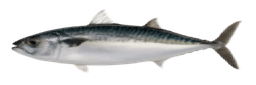 Pacific Halibut