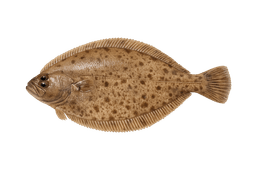 Petrale Sole
