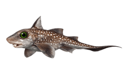 Spotted Ratfish