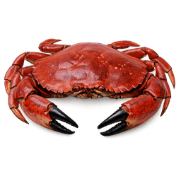 Red Rock Crab