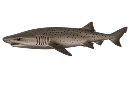 Sevengill Shark