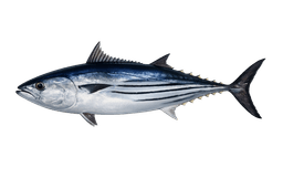 Skipjack Tuna