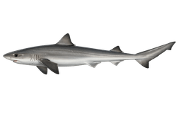 Soupfin Shark