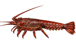 California Spiny Lobster