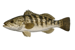 Spotted Sand Bass