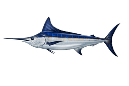 Striped Marlin