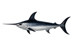 Broadbill Swordfish