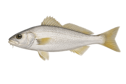 White Croaker (Tomcod)