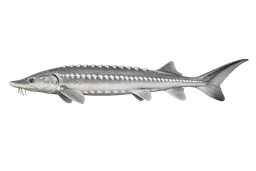 White Sturgeon