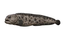 Wolf Eel