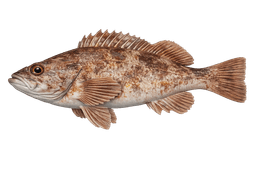 Yellowtail Rockfish