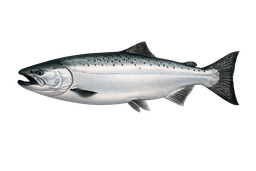 Salmon (King/Chinook)