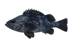 Black Rockfish