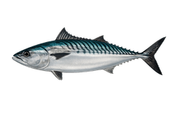 Pacific Bonito