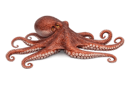 Humboldt Squid