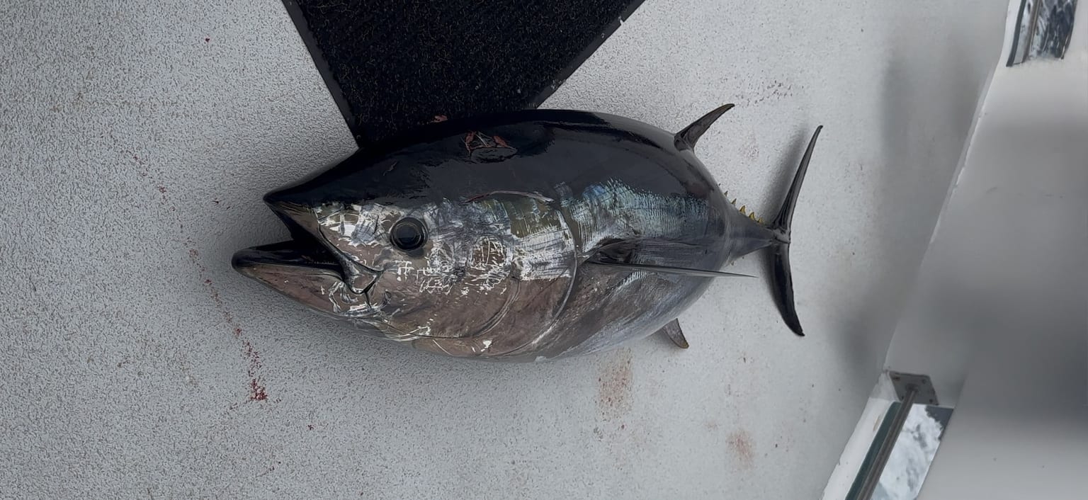 San Diego Bluefin in May — Limits Every Trip, And the Cows Have Arrived