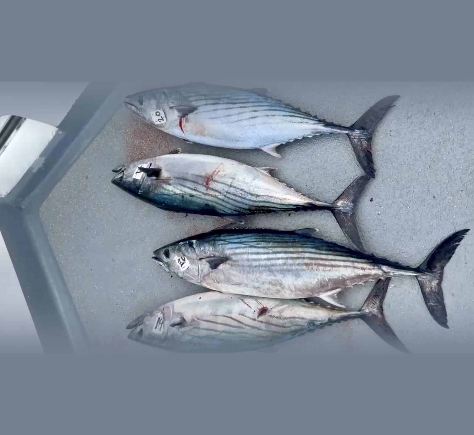 San Diego Bonito Quietly 4x'd in a Month — Here's Your Insurance Bite